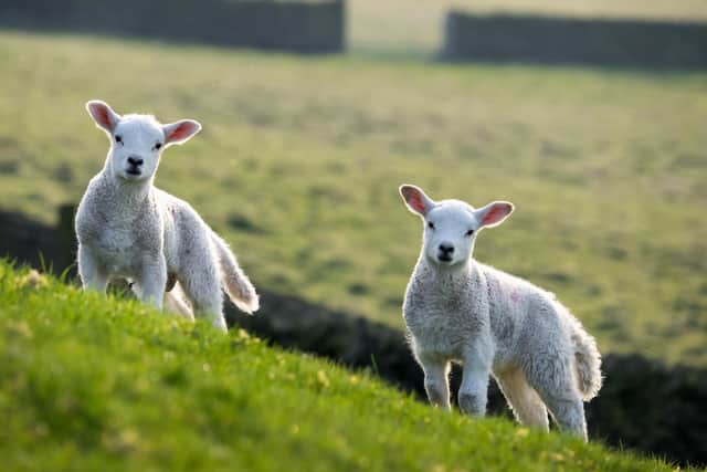 Police have issued a 'keep dogs on lead' plea after several sheep were attacked and killed in Harrogate