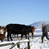 A farmer with her cattle in the snow in the North York Moors National Park, as scattered weather warnings for snow and ice are in place across the UK as temperatures plunged below freezing overnight. The Met Office has issued yellow warnings through Saturday morning for the northern coast and southwest of Scotland, as well as southwest and the eastern coast of England. Picture date: Saturday December 2, 2023. Danny Lawson/PA Wire