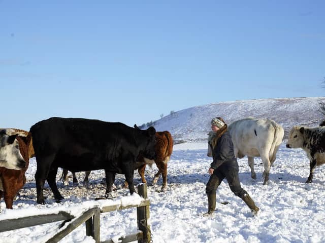 A farmer with her cattle in the snow in the North York Moors National Park, as scattered weather warnings for snow and ice are in place across the UK as temperatures plunged below freezing overnight. The Met Office has issued yellow warnings through Saturday morning for the northern coast and southwest of Scotland, as well as southwest and the eastern coast of England. Picture date: Saturday December 2, 2023. Danny Lawson/PA Wire