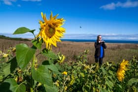 Dani Boyes, Visitor Experience Assistant for RSPB Bempton Cliffs recording the bird activity around the planted Sunflower site. Picture: James Hardisty.