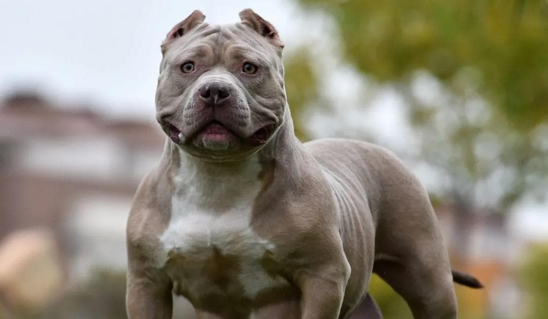 Two-year-old child bitten by XL Bully on Boxing Day during spate of dog ...