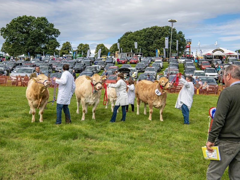 Judging of the cattle classes