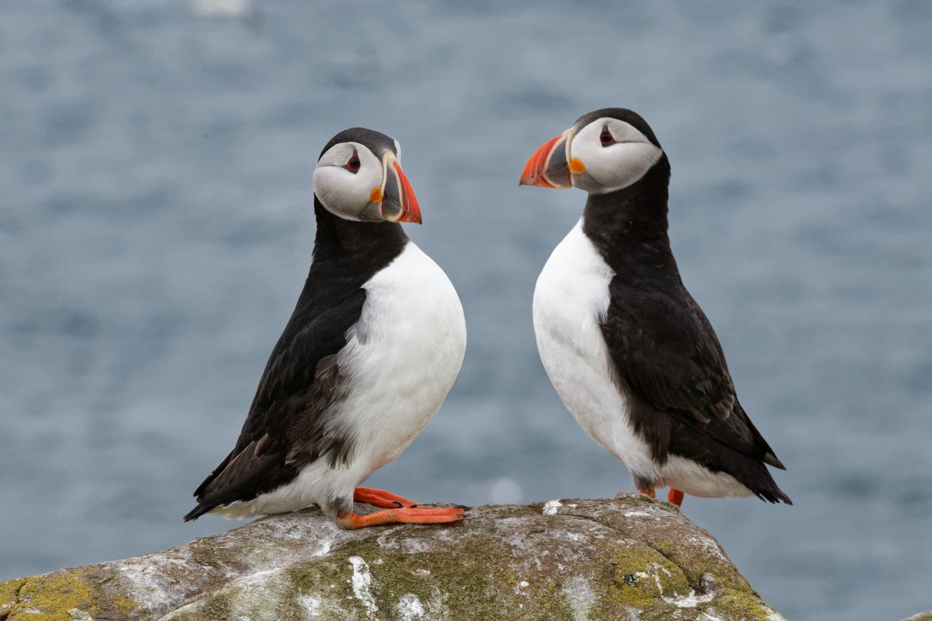 Beautiful video captures thousands of adorable puffins making their return to National Trust site for 2025