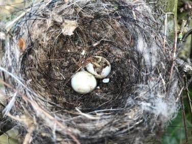 Unhatched eggs in a nest.