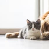 A photo of a pet cat and a pet dog. PIC: PA Photo/thinkstockphotos.