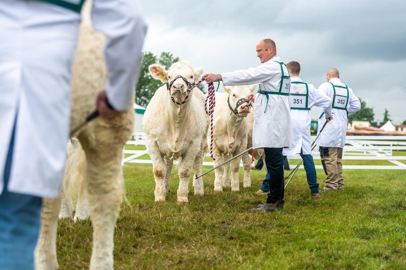Class 42 of the National Championship for the British Charolais
