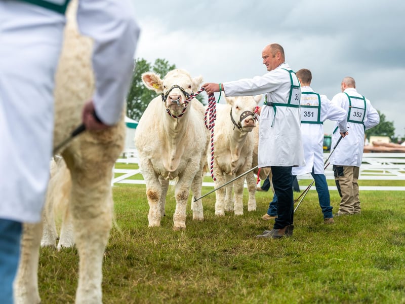 Class 42 of the National Championship for the British Charolais