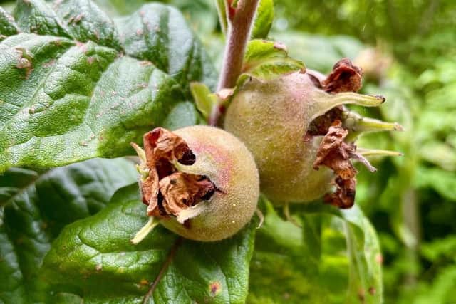 Medlar trees in the former Nature's World site in Acklam, Middlesbrough.