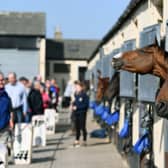 A previous Middleham racing stables open day at Mark Johnston's yard.
Picture Jonathan Gawthorpe