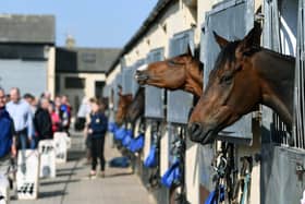 A previous Middleham racing stables open day at Mark Johnston's yard.
Picture Jonathan Gawthorpe