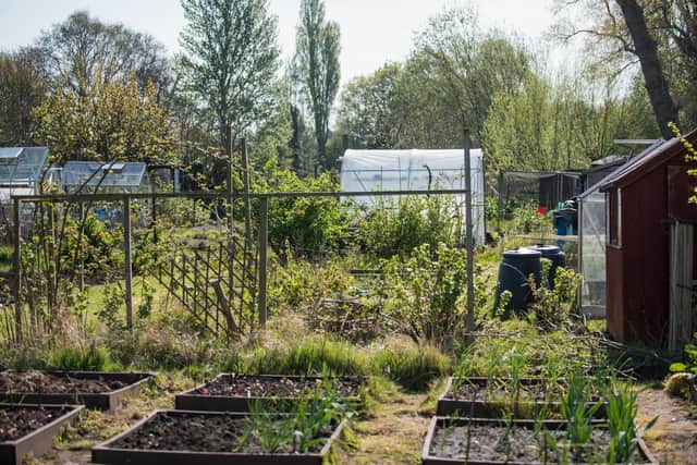 The popularity of allotments is soaring in Sheffield