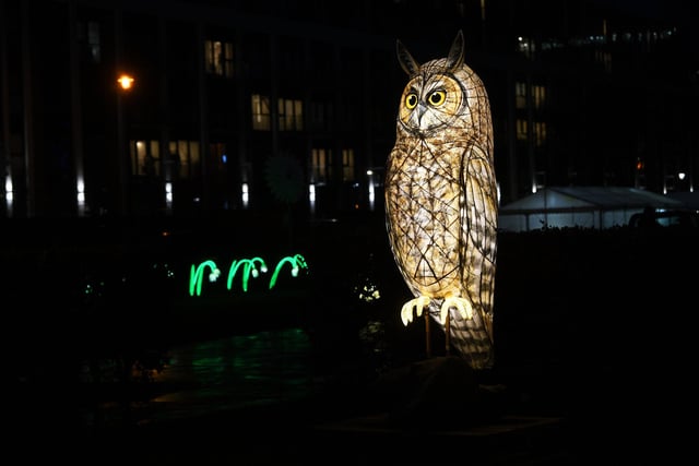 The Awakening light festival in Hull. Lantern Company's Nature Nocturnal captured by The Yorkshire Post photographer Jonathan Gawthorpe.