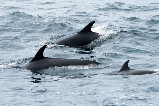 You can observe dolphins swimming in the Yorkshire coast whilst visiting some of Yorkshire’s most popular beaches in Whitby, Scarborough, Filey and more. The period between June and October/November, white-beaked dolphins can be seen swimming along the coast. Bottlenose dolphins can also be regularly spotted in Scarborough.