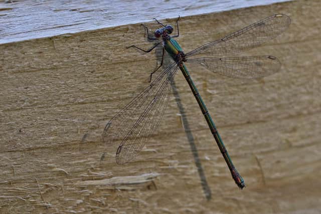 Willow emerald damsel fly spotted for the first time this year at Potteric Carr in Doncaster.