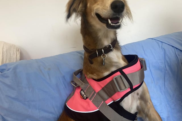 This wonderful one year old Saluki had to have one of her legs amputated following a car accident. However, this beautiful pooch is the most playful and happy dog. She wants nothing more than to curl up on the couch after spending her day exploring.