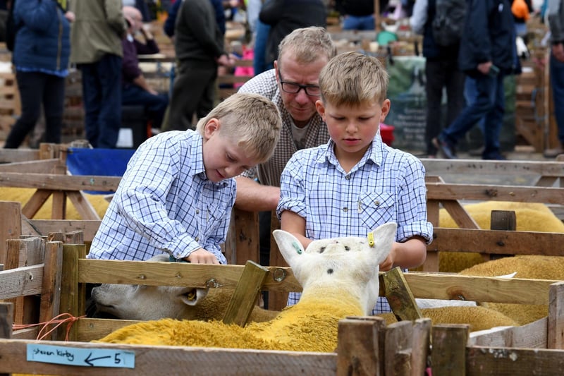 Children observing sheep on show.