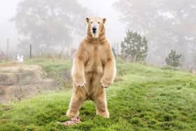 Hamish the polar bear tries out his new enclosure at the Yorkshire Wildlife Park. Picture: Danny Lawson/PA Wire