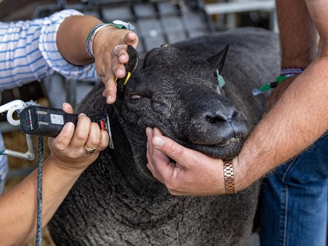 Sheep class preparation