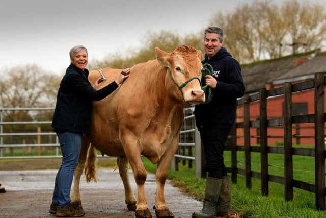 Kate McNeil with her husband Andrew brush and prepare a British Blonde Cow at  Wrancarr Mill,  Trumfleet, Doncaster.