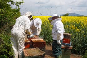 Beekeepers get to work. Picture: Alamy/PA.