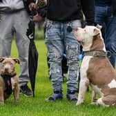 Two XL bully dogs during a protest against the Government's decision to add XL bully dogs to the list of prohibited breeds under the Dangerous Dogs Act following a spate of recent attacks. Picture: Jacob King/PA Wire
