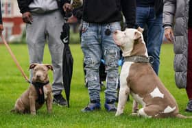 Two XL bully dogs during a protest against the Government's decision to add XL bully dogs to the list of prohibited breeds under the Dangerous Dogs Act following a spate of recent attacks. Picture: Jacob King/PA Wire