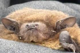 Rare breed bat. (Pic credit: Yorkshire Water)