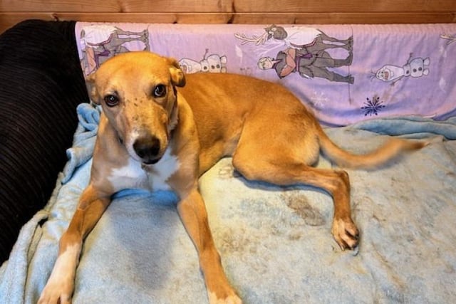 Brave Barney, aged two, may only have three legs but he is a typical lurcher who loves his long walks and being sociable. Staff say what he would like more than anything is a place to call home where he can