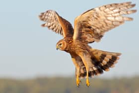 Hen Harriers are a species that are becoming more at risk of persecution says a new Birdcrime report released by the RSPB.