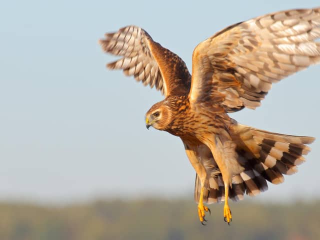 Hen Harriers are a species that are becoming more at risk of persecution says a new Birdcrime report released by the RSPB.