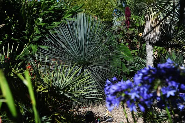 Exotic garden full of unusual plants belonging to Kristofer Swaine in Crigglestone. Picture : Jonathan Gawthorpe