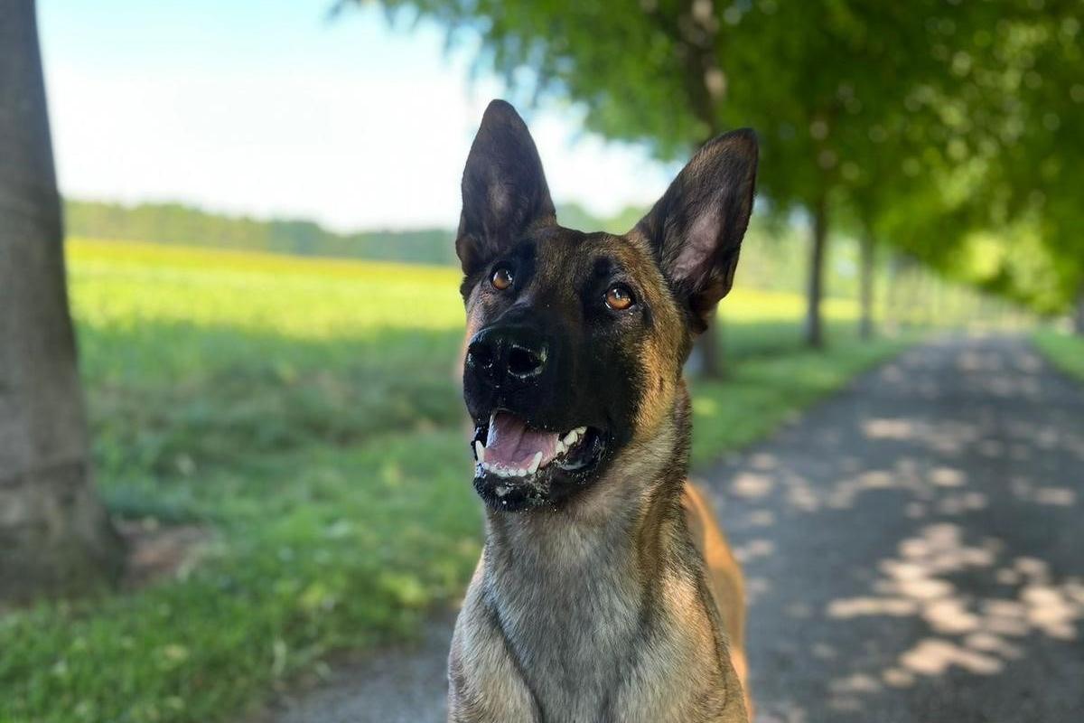 Teen who kicked police dog in the face detained in 'first of kind ...