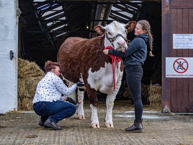 Steph Shaw with daughter Katherine preparing their Hereford cow