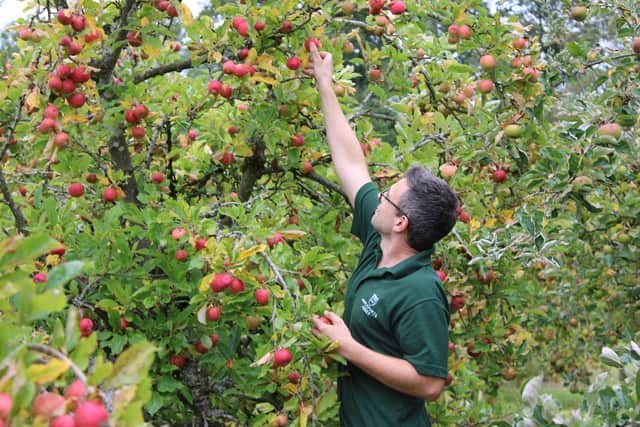 Steve Ward apple picking Picture Ampleforth Abbey.