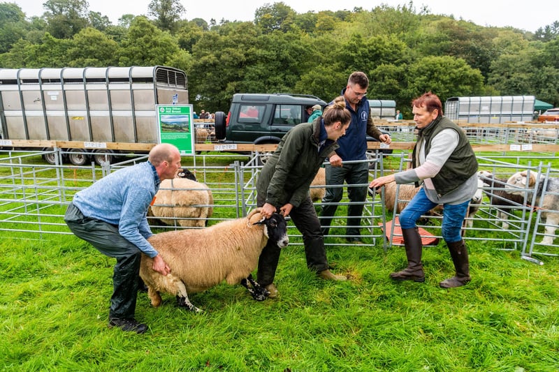 Simon Merrin helps Annie Stones, from Marrick, Swaledale, to manoeuvre a recalcitrant Scottish Blackface sheep
