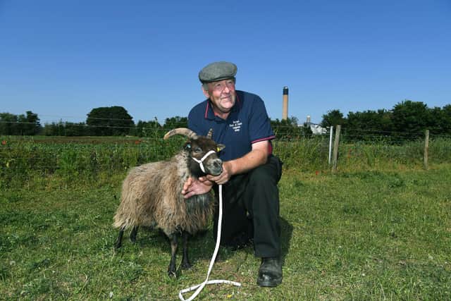Peter Ellis at Skylark Rare Breeds Farm, Camblesforth.
Peter with one of his North Ronaldsay sheep.