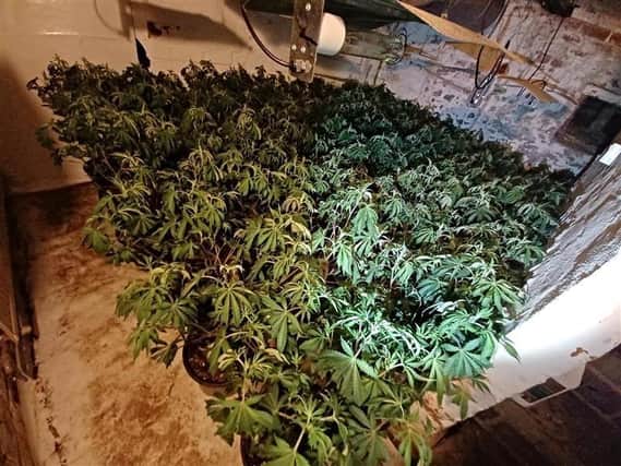 A total of 468 plants with an estimated street value of over £200,000 along with equipment used in the production of cannabis.