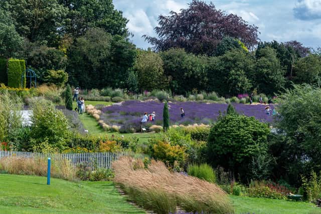 Yorkshire Lavender in Terrington near York,