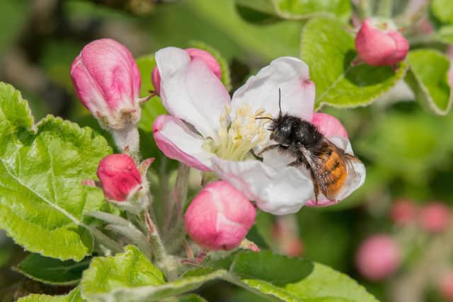 York-based AgriSound's project hopes to harness mason bees as an alternative to honeybees within orchards.