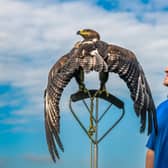 Eyan Stocks, owner of 'Owl Adventures' and Falconry & Mobile Zoo based at Ripon, with a 10 year old Steppe Eagle called Storm.
