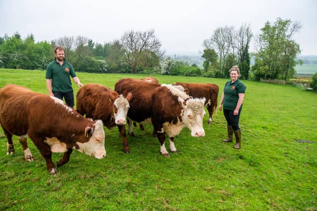 Tom Peach, with his sister Zoë Hudson-Peach, amongst their Hereford cattle. Picture By Yorkshire Post Photographer,  James Hardisty