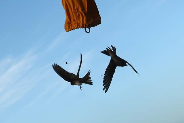 Sand martins have a distinctive 'swirl and flap' flight style.