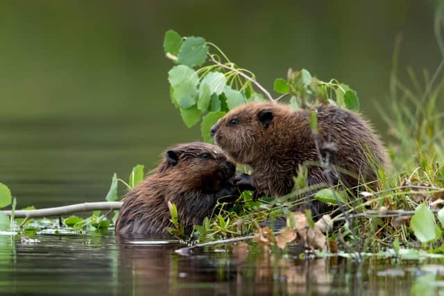 Eurasian beavers - Sheffield City Council has approved a project to see if they can be reintroduced to the area to help with natural flood defences. Picture: Sheffield Greens