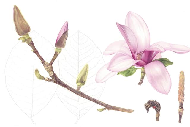 Magnolia liliifolia ‘Nigra’ by Louise Lane.
Picture by Lukman Sinclair