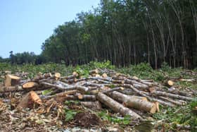 Large swathes of forests in Borneo as chopped down to produce palm oil