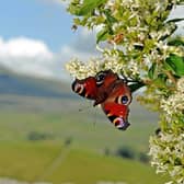 A Peacock butterfly with a backdrop of Ingleborough. (Pic credit: Tony Johnson)