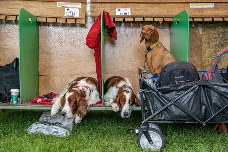 Dogs wait patiently in their pans before competing.