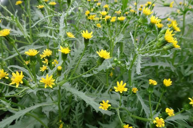 The York groundsel plant has been reintroduced to the city after 30 years.