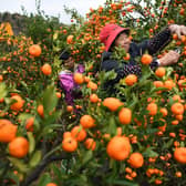 More than 90 per cent of the world's mandarins are grown in China, with their skins unable to biodegrade quickly. But now Leeds University scientists have extracted their nutrients to create skincare products that they say are better than using retinol.