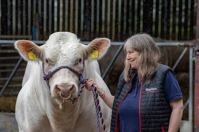 Jane Hayhurst with Whitecliffe Stallone,  a Charolais bull at Great Carr Farm, Kirby Misperton